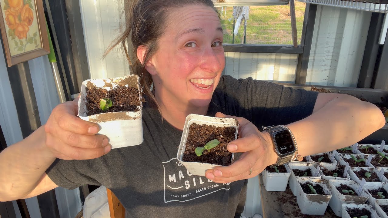 Uppotting Cucumbers...VLOG YouTube