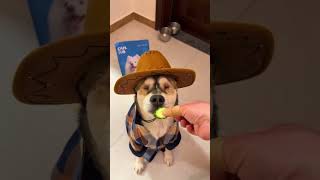 Watch Kugen, the drama queen blind dog, pretend to be a picky eater—it’s getting harder and ha