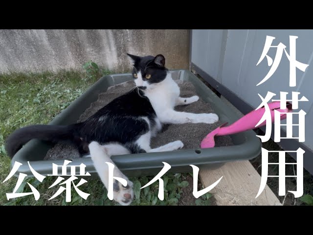 劉猫　※配送方法変更は相談してください様 劉猫 ※配送方法変更は相談してください様 劉猫 ※配送