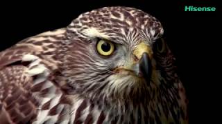 8K Uhd 4320P Short Mixed Video Ek-Bir