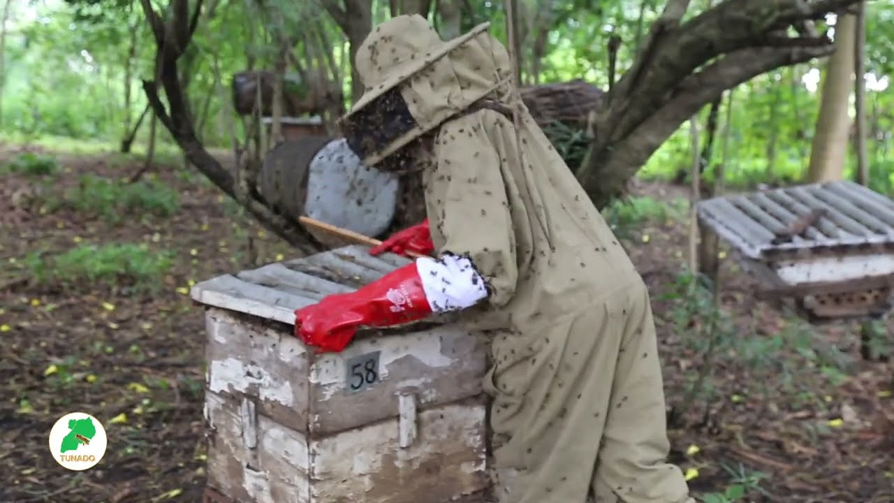 The Most Painful Honey Harvest with African Aggressive Bees 🐝 😤