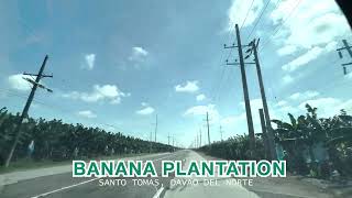 BANANA CAPITAL OF THE PHILIPPINES|SANTO TOMAS, DAVAO DEL NORTE