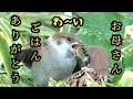 食べ盛りのヒナに愛情たっぷりのお母さん 【すずめ日記】