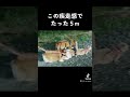 この疾走感で全然進まない散歩　#コーギー #犬 #猫
