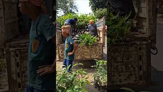 GUN loading skill #nature #farming #agriculture #money #diwali