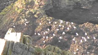 View from Above ,Mullion Cove and Mullion Island