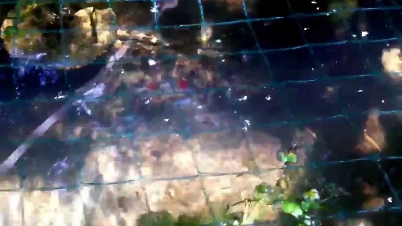 Hochteich mit Ranchus