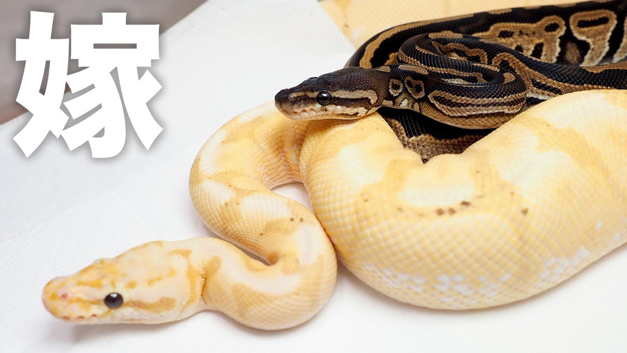 実は 我が家のボールパイソンの嫁さんをお迎えしていました Youtube