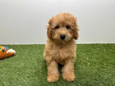 Video Cavapoo