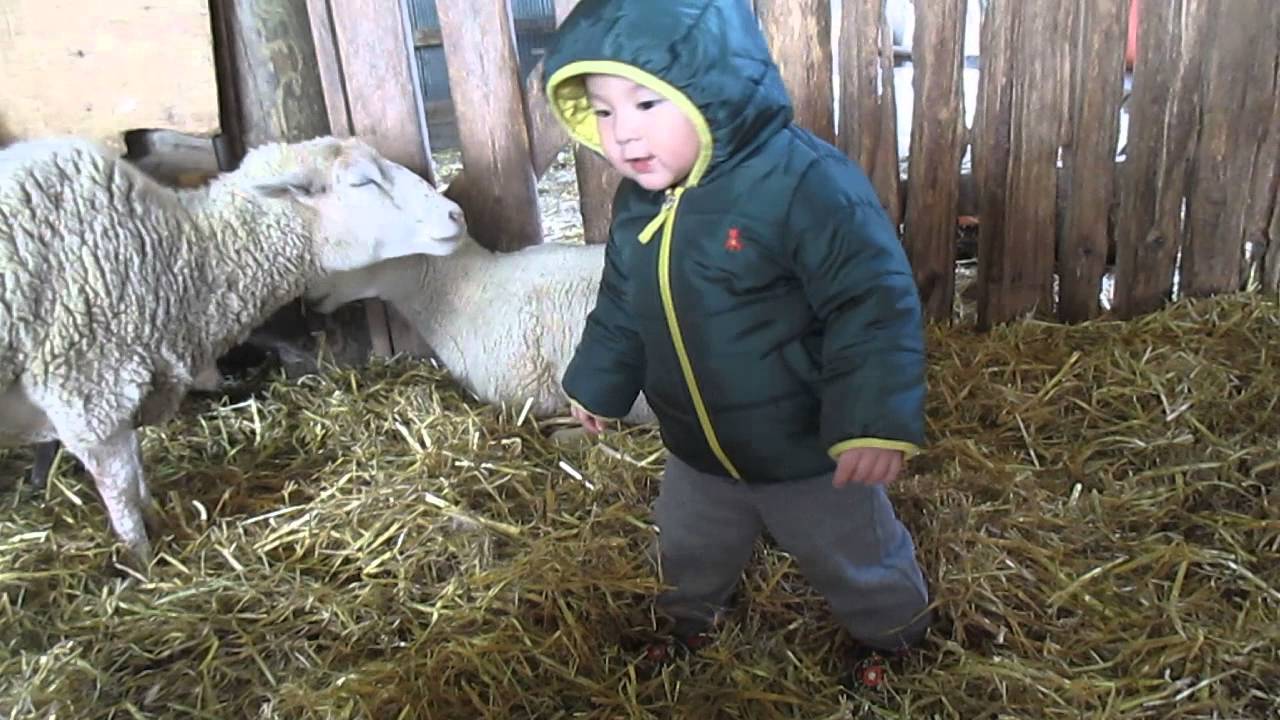 Teddys Farmyard Dance!