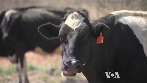 Reducing Methane Emission from Cows