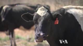Reducing Methane Emission from Cows