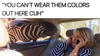 Animal Memes
