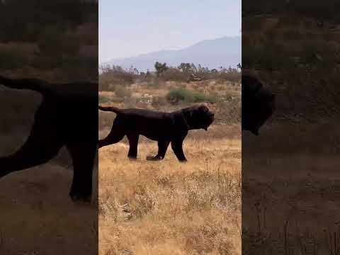 Neapolitan Mastiff Movement