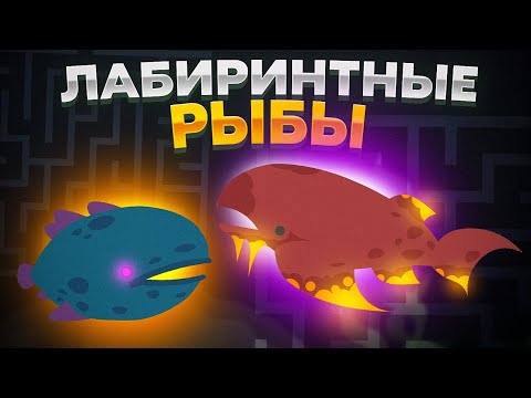 Видео: Cat Goes Fishing. СЕКРЕТЫ *ЛАБИРИНТНЫХ* РЫБ!