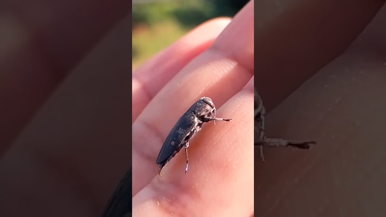 The most Metallic beetle ever 