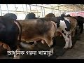 গরু মোটাতাজা করবেন কীভাবে কম খরচে Cow Farm in Bangladesh