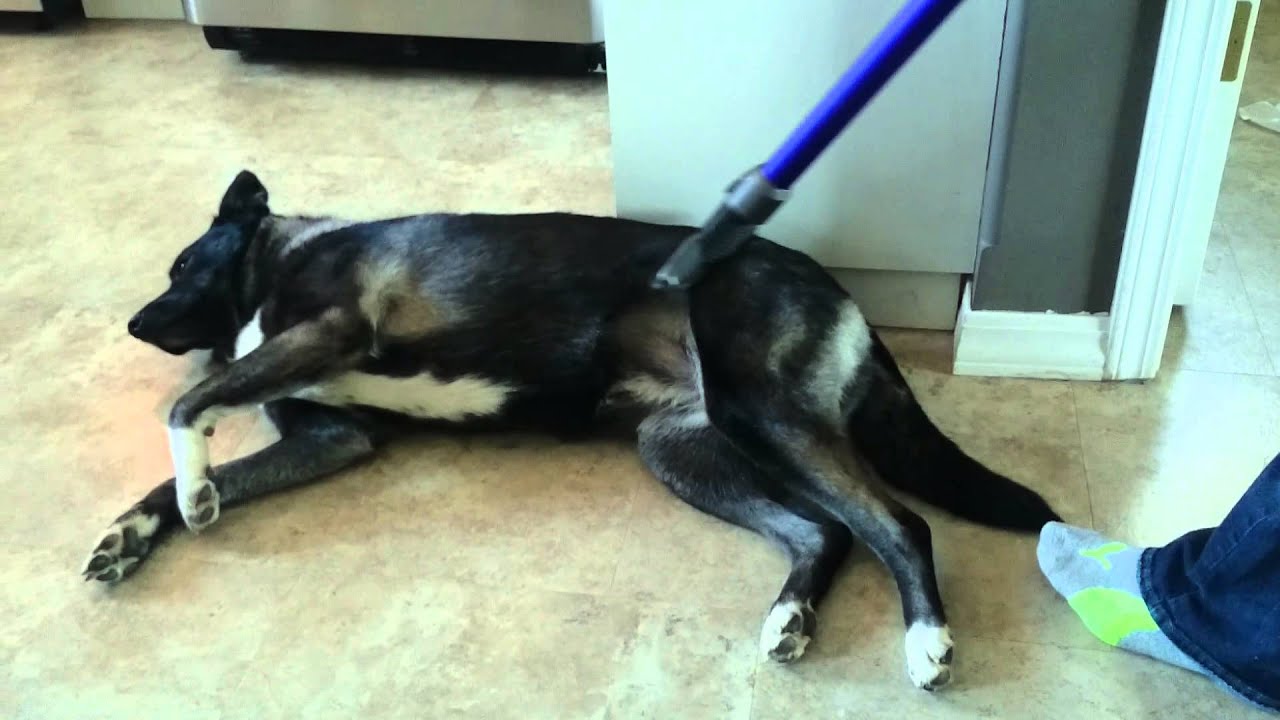 Dog Loves Vacuum YouTube