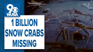 Alaska cancels snow crab season for first time, as 1 billion crabs go missing