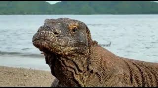 🦇❌🦎Komodo Dragon Vs Bat تنين كومودو يفترس الخفاش