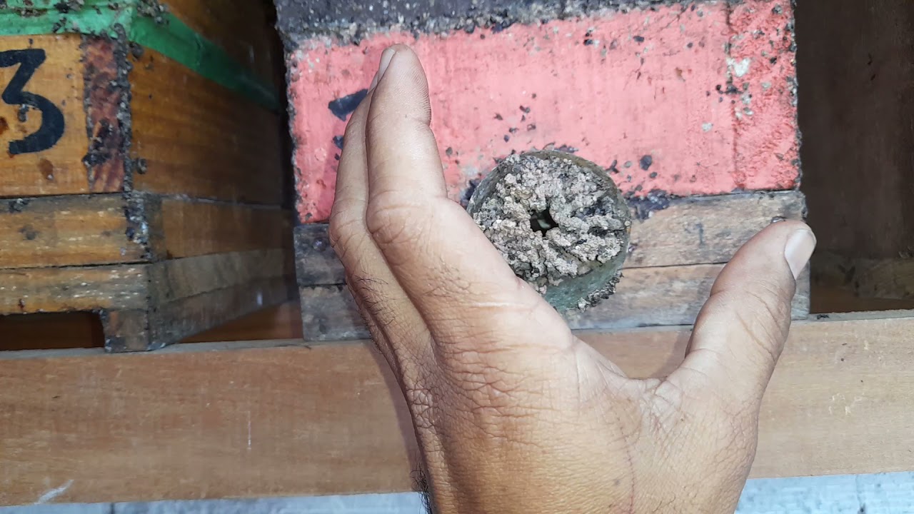 transferência de campeiras para caixa  fraca sem usar cebola