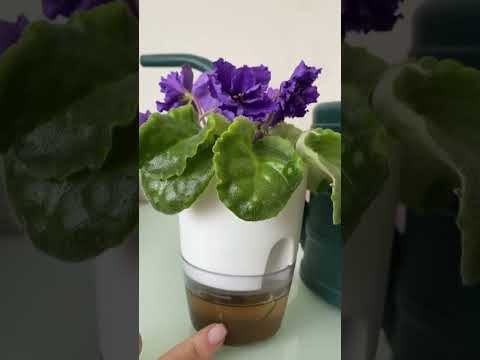 Фитильный полив Фиалок