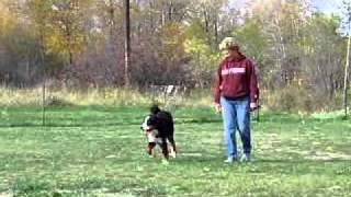 HANDLER FOCUS - here to me, stay with me, release