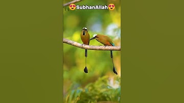 #سورة_الإخلاص #ikhlas #egzonibrahimi #trend #islamicfigure #viral #birds #5minsdeen #islamicprophet