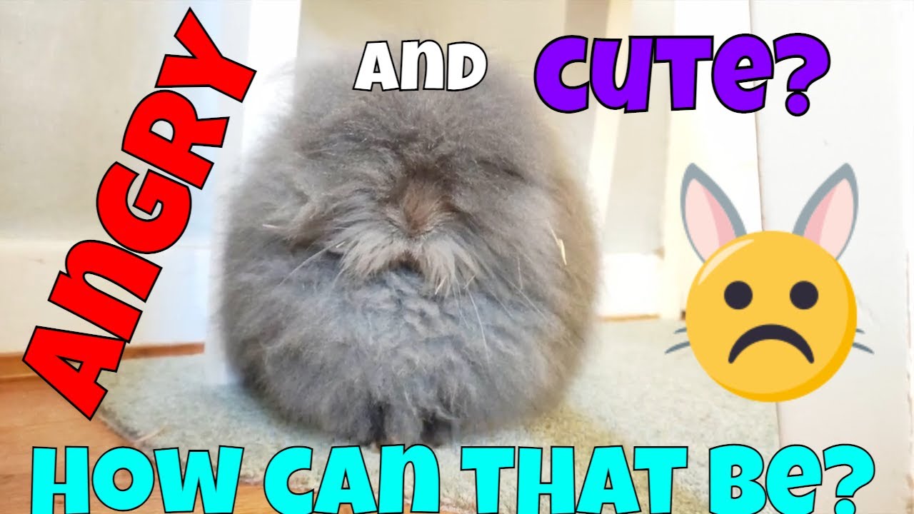 Angora Rabbit Humid