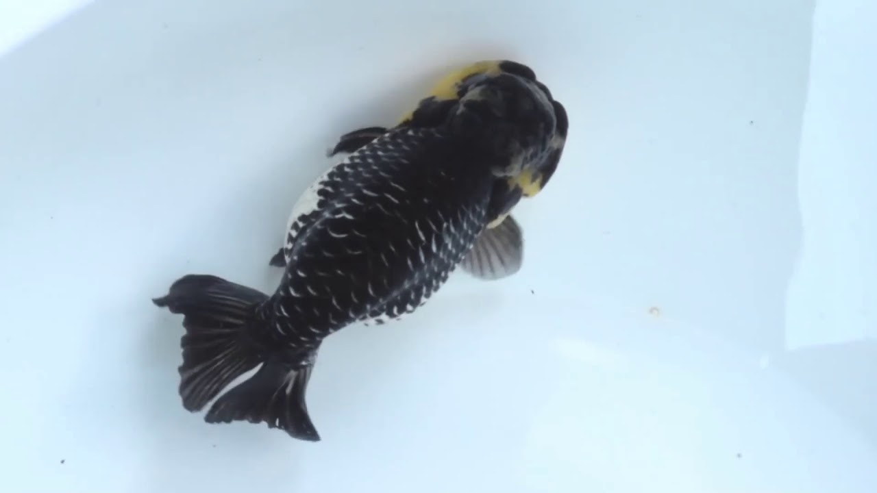 第25回金魚日本一大会親魚の部優勝羽衣らんちゅう Youtube