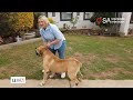 Chandre Ludeke La Boela Boerboele Winner SA Stud Book UniStel 2024 ELITE Kennel Chandre Ludeke La Boela Boerboele Winner SA Stud Book UniStel 2024 ELITE Kennel