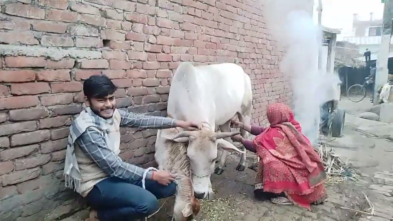 गांव में गाय का दूध कैसे निकालते हैं gay ka video | Cow Milking | Village Life Vlog