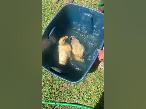duckies shorts