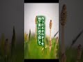 【つくしとスギナ】つくしを抜いても、また出る。スギナを刈っても、また広がる。理由はシンプルです。最初から、ひとつだから。