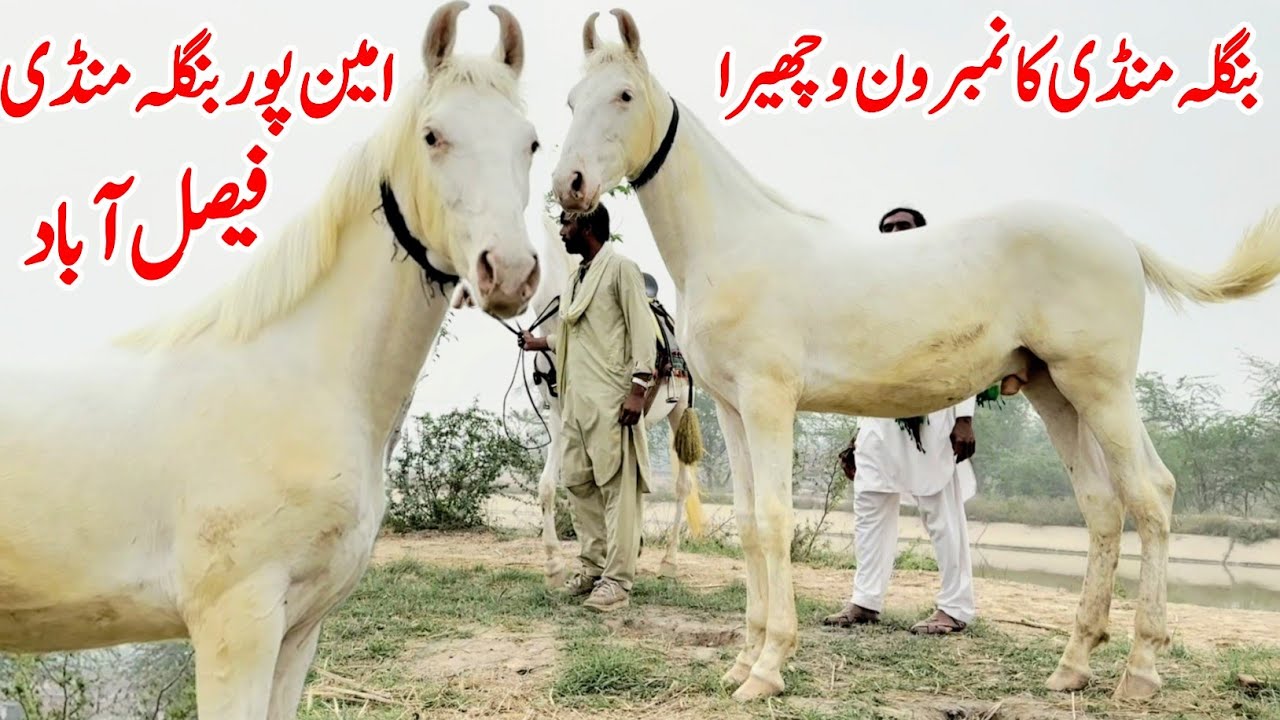 Aminpur Bangla Mandi 🐎 2026 | Horse Festival In Punjab | Horse Sale In Punjab Mandi