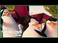 O Recruta Saiu da Casca do Ovo? 😯🥚🐧 | DreamWorks Madagascar em Português