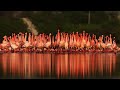 Lesser Flamingo | Courtship Dance | India