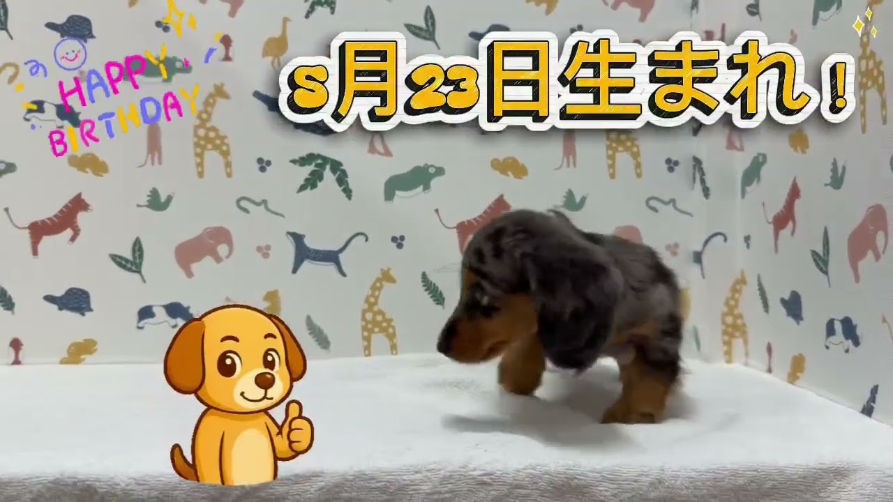 価格の安いミニチュアダックスフンド♂ / ペットショップ【かねだい】