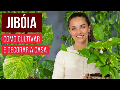 Vídeo: Jiboia comum: foto e descrição, habitat