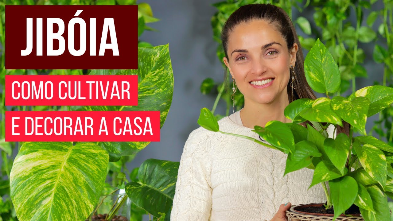 JIBÓIA 🌿 planta LINDA para DECORAÇÃO 💚 como CULTIVAR do JEITO CERTO