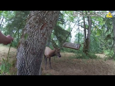 Elk Stuck in Swing Ropes Attacks Deputies Trying to Free It