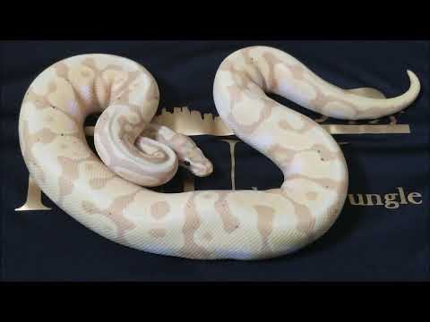 Giant 18 Ball Python Unboxing!!!!!! (Part 1)