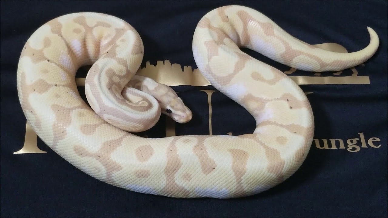 pied piper 読み方 Giant 18 Ball Python Unboxing!!!!!! (Part 1)