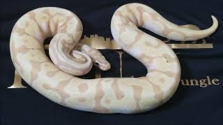 Giant 18 Ball Python Unboxing!!!!!! (Part 1)