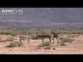 African wild ass ( Equus africanus somalicus) mating