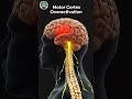 What Happens Inside the Brain During a Seizure  #3danimation