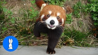 Most Adorable Red Panda - CUTEST Compilation by Animal Scoops 1,668,230 views 6 years ago 3 minutes, 19 seconds