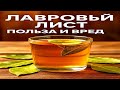 Лавровый лист: простые рецепты для здоровья в каждом доме