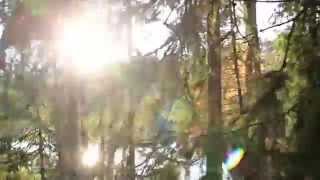 663 Sun rays getting inside the forest despite the tall trees