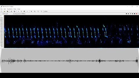 Birdsong Sonogram